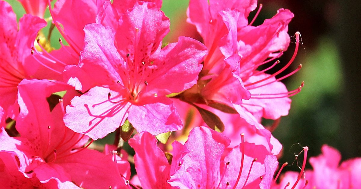 azaleas